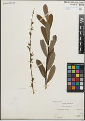 Foto von Salix purpurea L.